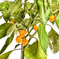 Gelb Brain Strain Pepper Planting Samen