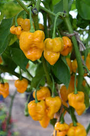Gelb Brain Strain Pepper Planting Samen