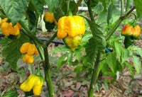 Gelb Brain Strain Pepper Planting Samen