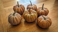 Futsu Squash Samen: Perfect zum Pflanzen