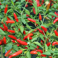 Pequin Chili Samen zum Pflanzen - Gemüse Garden Starter