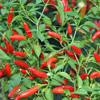 Pequin Chili Samen zum Pflanzen - Gemüse Garden Starter