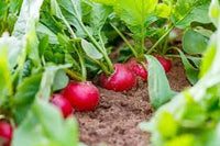 Radish Gemüsesamen for für den Hausgarten