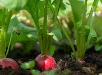 Radish Gemüsesamen for für den Hausgarten