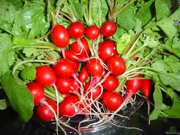Radish Gemüsesamen for für den Hausgarten