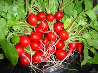 Radish Gemüsesamen for für den Hausgarten