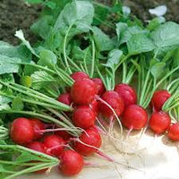 Radish Gemüsesamen for für den Hausgarten