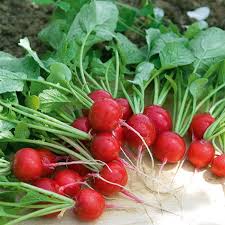 Radish Gemüsesamen for für den Hausgarten