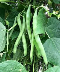 Blau Lake Pole Bean Samen zum Pflanzen