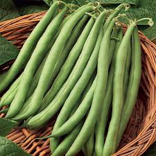 Blau Lake Pole Bean Samen zum Pflanzen