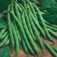 Blau Lake Pole Bean Samen zum Pflanzen