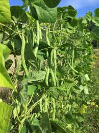 Blau Lake Pole Bean Samen zum Pflanzen