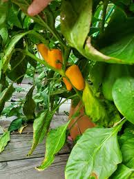 Gelb Bedder Pepper Planting Samen