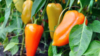 Gelb Bedder Pepper Planting Samen
