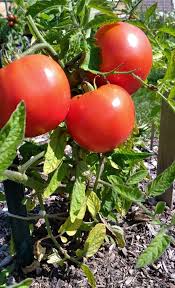 Cosmonaut Volkov Traditionell Tomate Samen for Spring Planting | Flavorful, Early Harvest