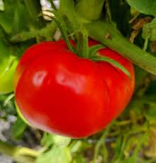 Cosmonaut Volkov Traditionell Tomate Samen for Spring Planting | Flavorful, Early Harvest
