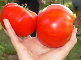 Cosmonaut Volkov Traditionell Tomate Samen for Spring Planting | Flavorful, Early Harvest