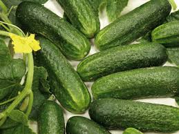 Cucumber Gherkin Samen für einfache Aussaat
