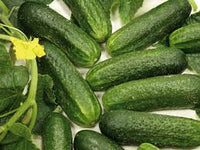 Cucumber Gherkin Samen für einfache Aussaat