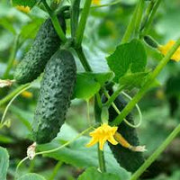 Cucumber Gherkin Samen für einfache Aussaat