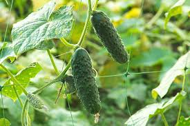 Cucumber Gherkin Samen für einfache Aussaat