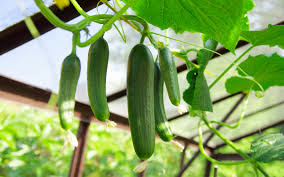 Cucumber Gherkin Samen für einfache Aussaat
