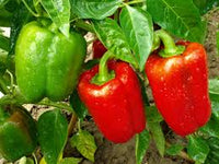 Pepper Samen for Gemüse Planting