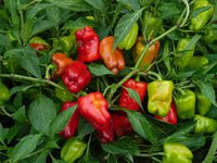 Pepper Samen for Gemüse Planting
