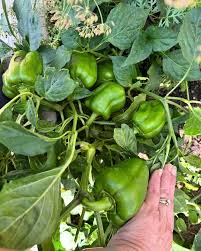 Pepper Samen for Gemüse Planting