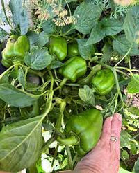 Pepper Samen for Gemüse Planting