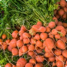 Semi di carota parigina premium - Ideali da piantare