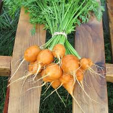 Premium Parisian Carrot Samen  Ideal zum Pflanzen