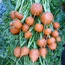 Premium Parisian Carrot Samen  Ideal zum Pflanzen