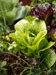 Lettuce Mix Samen for Indoor Planting