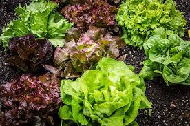 Lettuce Mix Samen for Indoor Planting