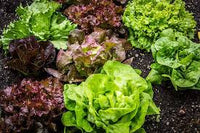 Lettuce Mix Samen for Indoor Planting
