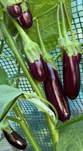 Millionaire Lila Eggplant Samen zum Pflanzen  Grow Delicious Eggplants in Your Garden