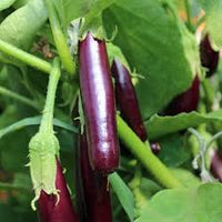 Millionaire Lila Eggplant Samen zum Pflanzen  Grow Delicious Eggplants in Your Garden