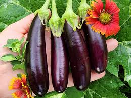 Millionaire Lila Eggplant Samen zum Pflanzen  Grow Delicious Eggplants in Your Garden