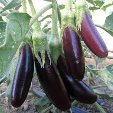 Semi di melanzana viola Millionaire da piantare - Coltiva deliziose melanzane nel tuo giardino