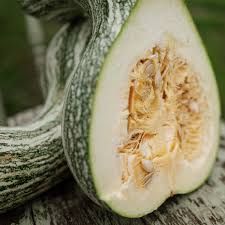 Cushaw Pumpkin Samen für einfache Aussaat