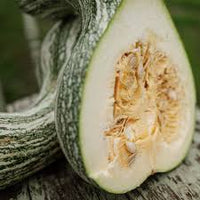 Cushaw Pumpkin Samen für einfache Aussaat
