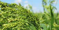 Weiß Proso Millet Planting Samen for Thriving Gardens and Sustainable Agriculture