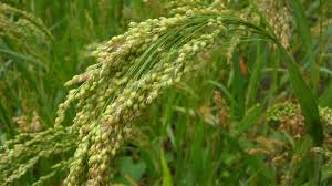 Semi di miglio proso bianco per la semina, per giardini rigogliosi e un'agricoltura sostenibile