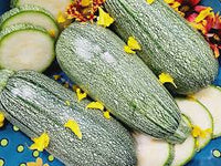 Grey Zucchini Squash Samen zum Pflanzen  Grow Delicious Gemüses