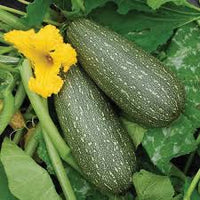 Grey Zucchini Squash Samen zum Pflanzen  Grow Delicious Gemüses