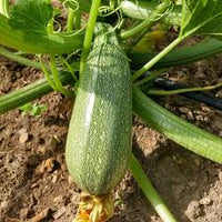 Grey Zucchini Squash Samen zum Pflanzen  Grow Delicious Gemüses