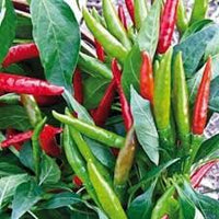 Transform Your Garden with Thai Dragon Peppers - Samen for Authentic Spice