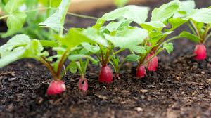 Rapid Yield Radish Samen, Planting