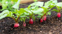Rapid Yield Radish Samen, Planting